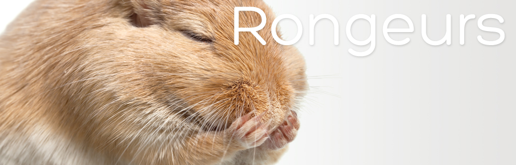 Rodent